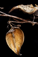 Seedpods III